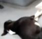 İstanbul’da otobüse binen yolcular, sokak köpeği ile karşılaştı