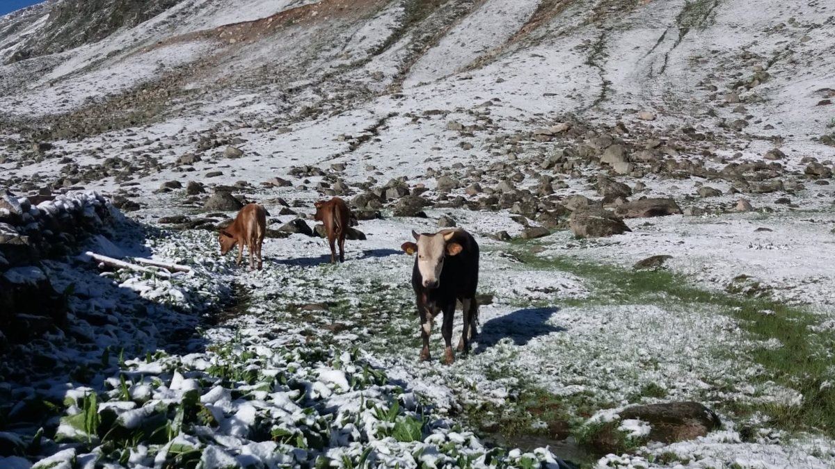 Rizede yaylalar beyaza büründü