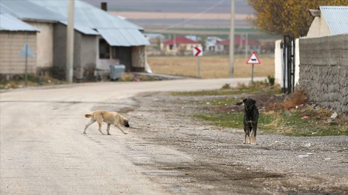 Tbmm Ye En Ok Ikayet Edilen Konu Ba Bo Sokak K Pe I