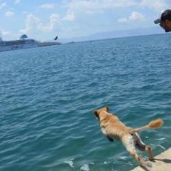 Deniz tutkunu Miço, ilgi odağı oldu