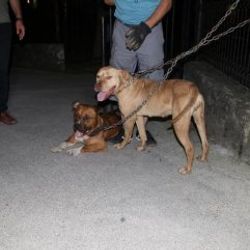 Çocuk parkı girişine pitbull zincirlediler