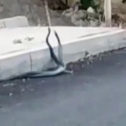 Siirt'te iki yılanın çiftleşme dansı kameralara yansıdı