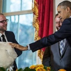 Obama Şükran Günü hindilerinin canını bağışladı