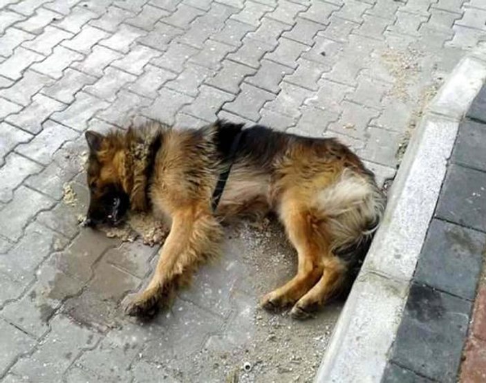 Kedi ve köpekleri tarım ilaçlı etle zehirlediler