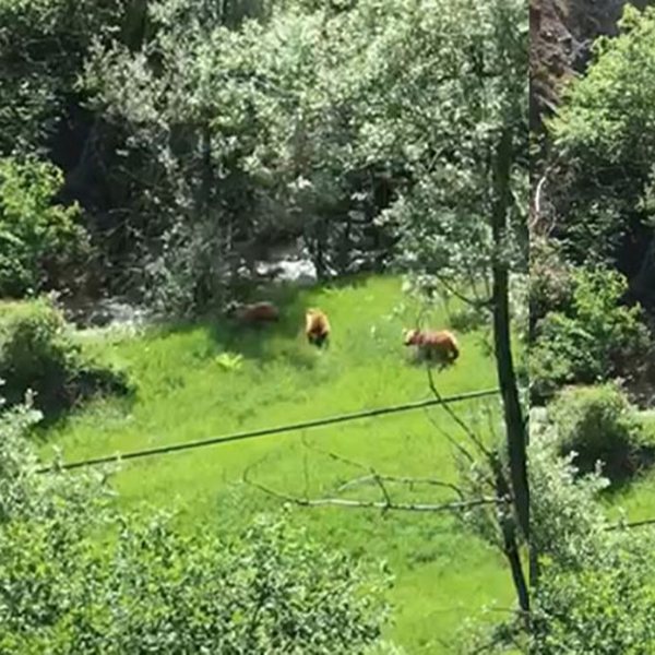 Sivas'ta mantar toplarken ayı ve yavrularıyla karşılaştı