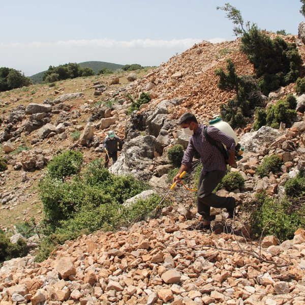 Amanos Dağları'ndaki 3 yayla, çekirge istilasına uğradı