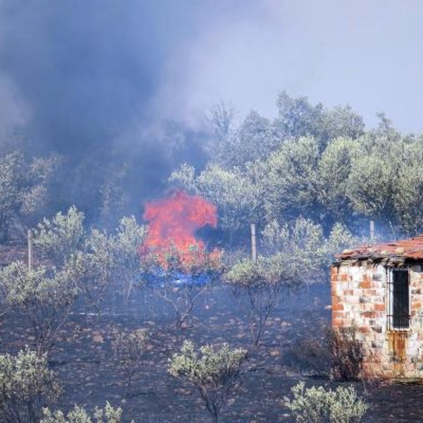 Manisa'da orman yangını