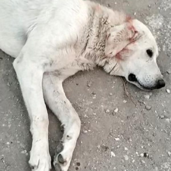 Burdur'da 5 yaşındaki köpeği tüfekle vurdular