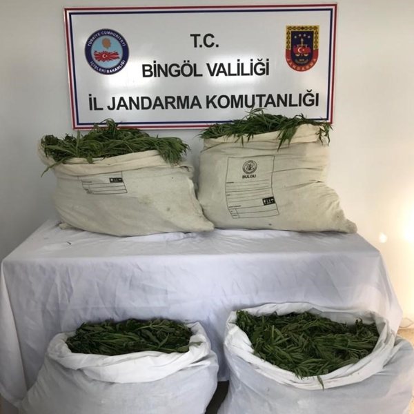 Bingöl'de 1 milyon kök kenevir ele geçirildi