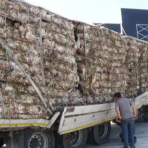 Bursa'da tavuk yüklü tır şarampole yuvarlandı