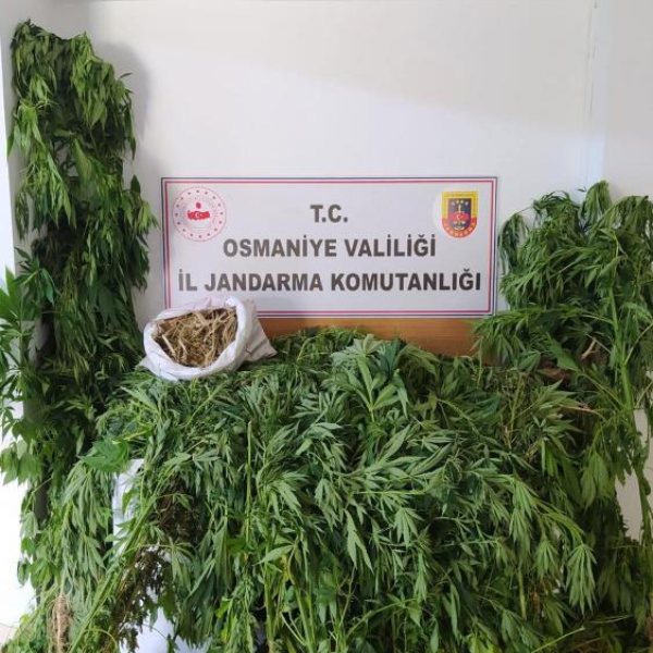 Osmaniye'de 182 kök kenevir bitkisi ele geçirildi