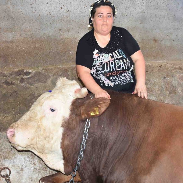 İzmir'de bin 400 kiloluk boğa kurban için satışa çıktı