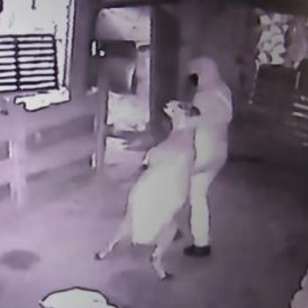 Arnavutköy'de kurbanlıkları çaldılar