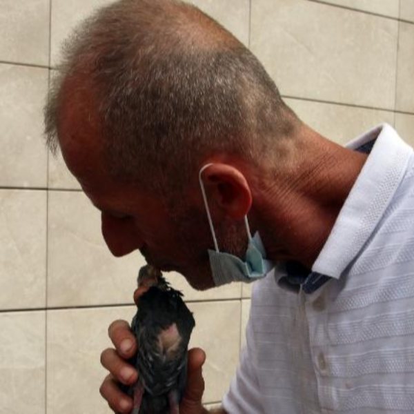 Düzce'de, aç kalan yavru güvercini ağzıyla besledi