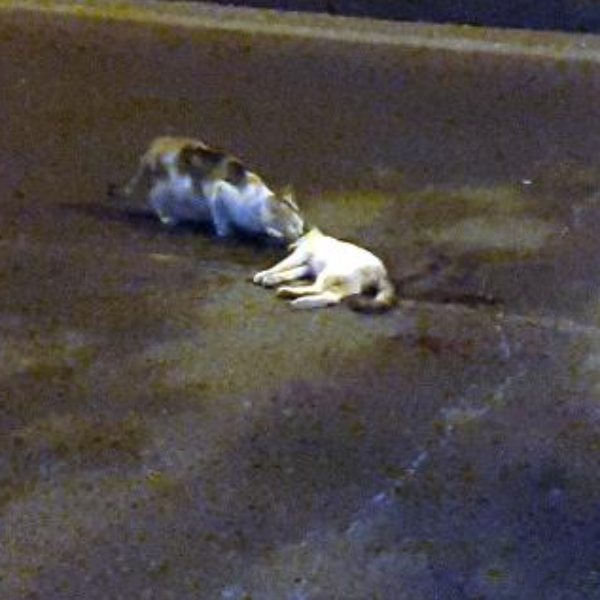 Kahramanmaraş'ta ölen yavrusunu yalnız bırakmayan kedi