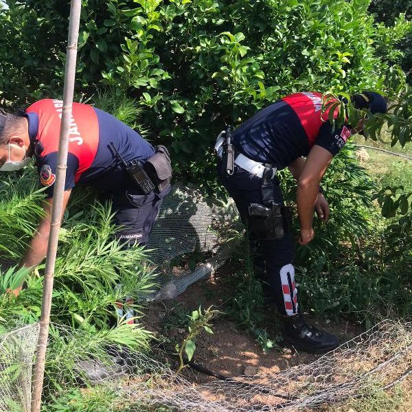 Mersin'de, limon bahçesinde Hint keneviri ele geçirildi