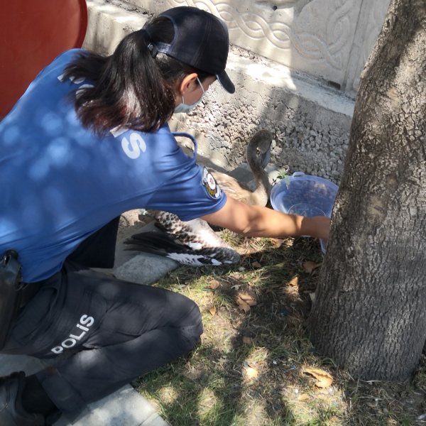 Aksaray polisi yaralı flamingoyu elleriyle besledi