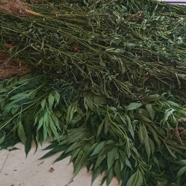 İzmir'de 2 bin 250 kök Hint keneviri ele geçirildi