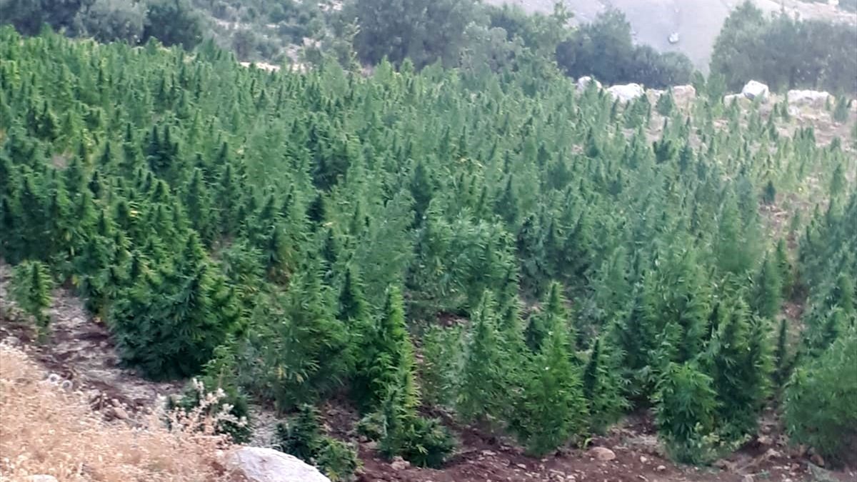 Diyarbakır'da 520 bin kök kenevir ele geçirildi
