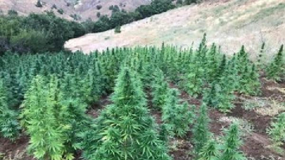 Bingöl'de 1 milyon kök kenevir ve 2 ton esrar ele geçirildi