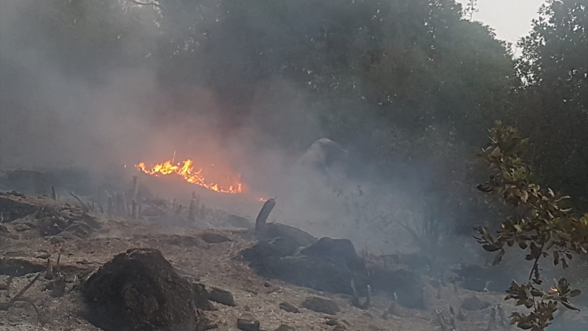 Aydın'da çıkan orman yangını söndürüldü