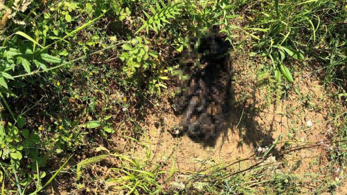 Sarıyer'de yavru köpeği diri diri yaktılar