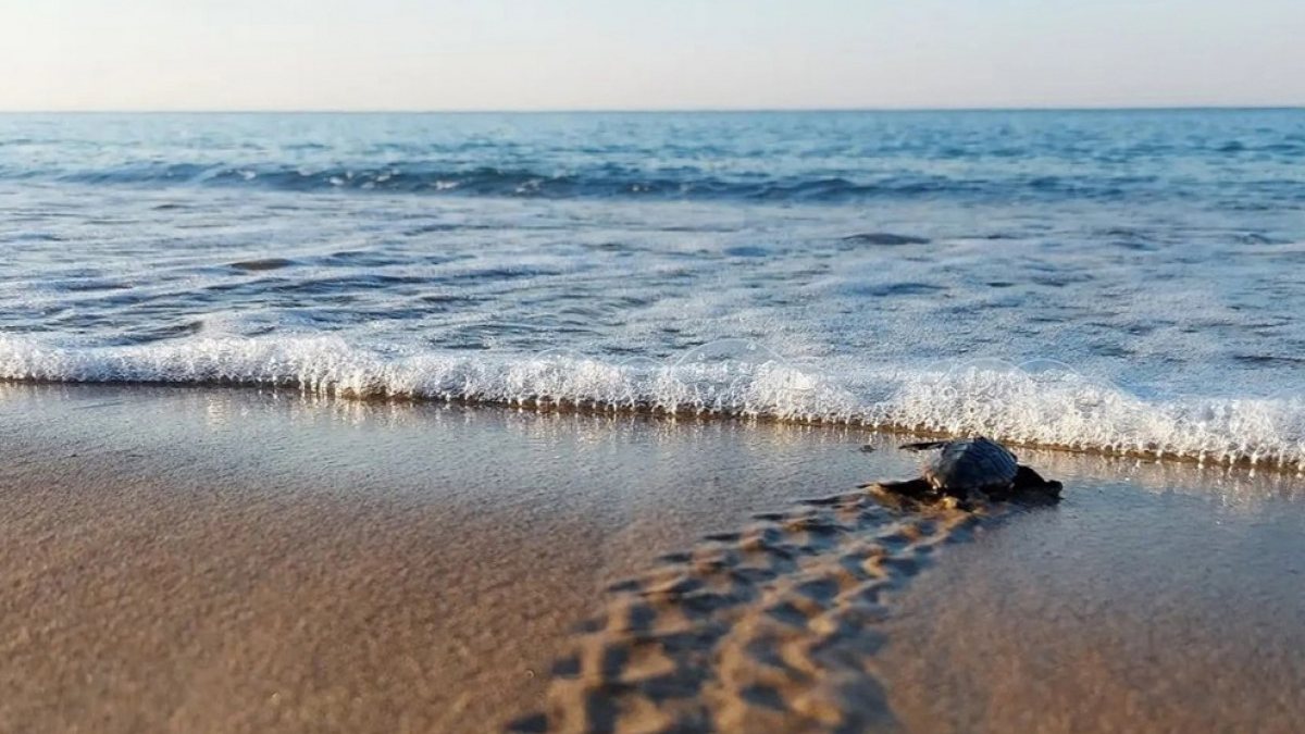 Caretta carettaların yalnızca yüzde 2’si hayatta kalabiliyor