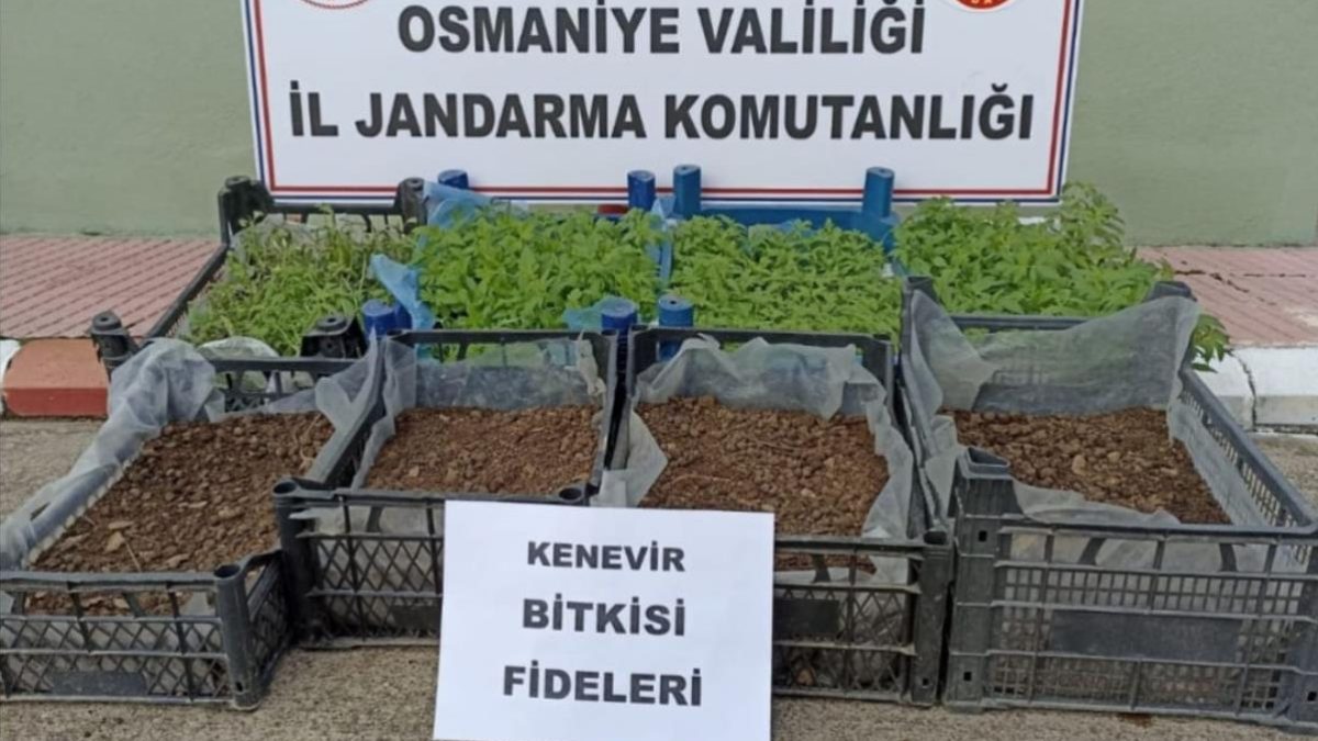 Osmaniye’de, evden 2 bin 500 kök Hint keneviri çıktı