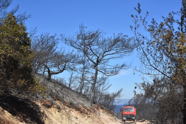 Muğla'da şüpheli orman yangını