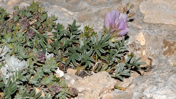 Erzurumda'da yeni bitki türü keşfedildi