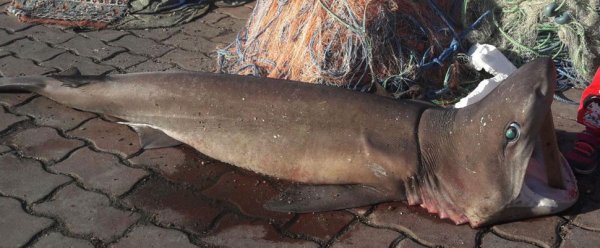 Tekirdağ'da ağlara 1,5 metrelik köpek balığı takıldı