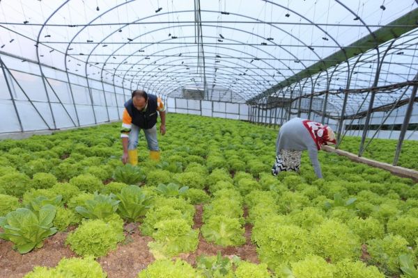 Trabzon'da dik yamaca sera yaptılar