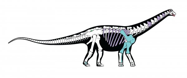 Mısır'da dev dinozor fosili bulundu