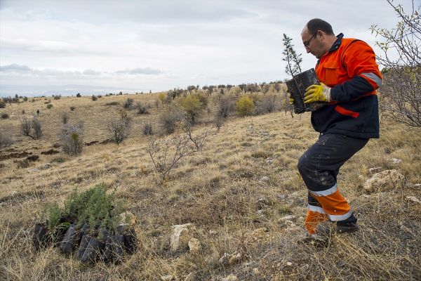 ODTÜ'den geçecek yol ağaçlandırılıyor