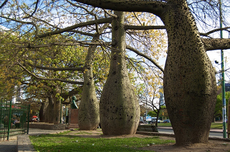 Toboroçi ağacını diğer ağaçlardan ayıran özellik nedir