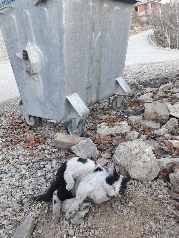 Karaman'da kedi ve köpekler telef edildi