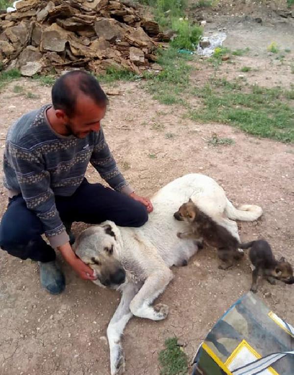 Kangal köpeği, yavru kurtları emzirdi