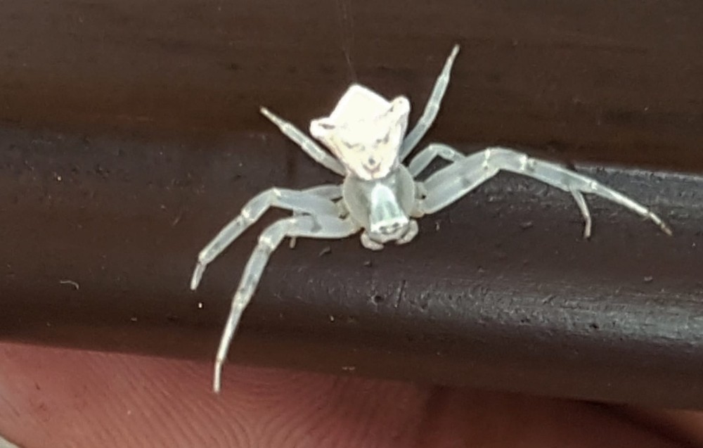 Evinde insan yüzlü örümcek besliyor