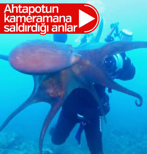 Ahtapot kameramana saldırdı