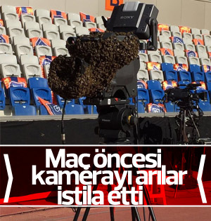 Fatih Terim Stadyumu'nda kamerayı arılar sardı