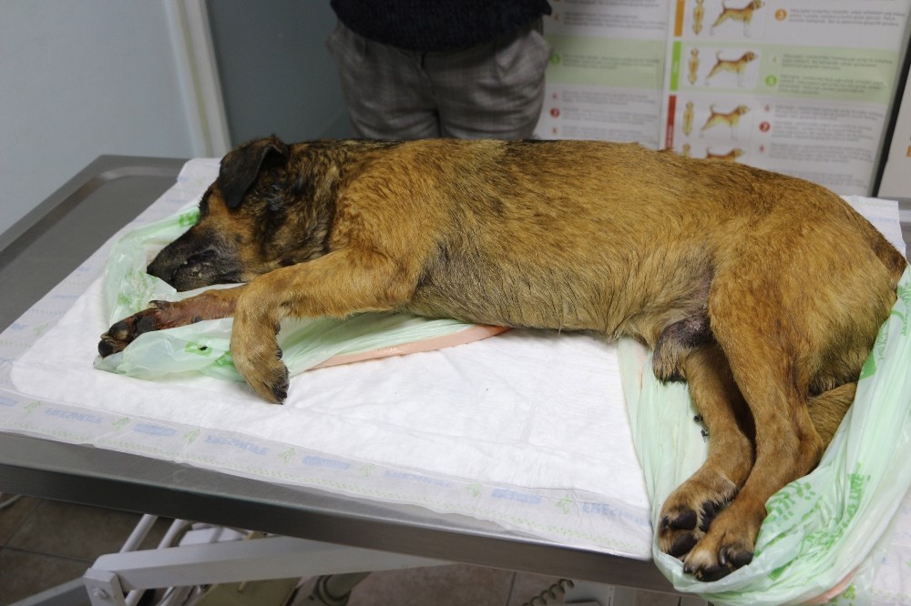 Marmaris'te 2 köpek zehirlenerek öldürüldü
