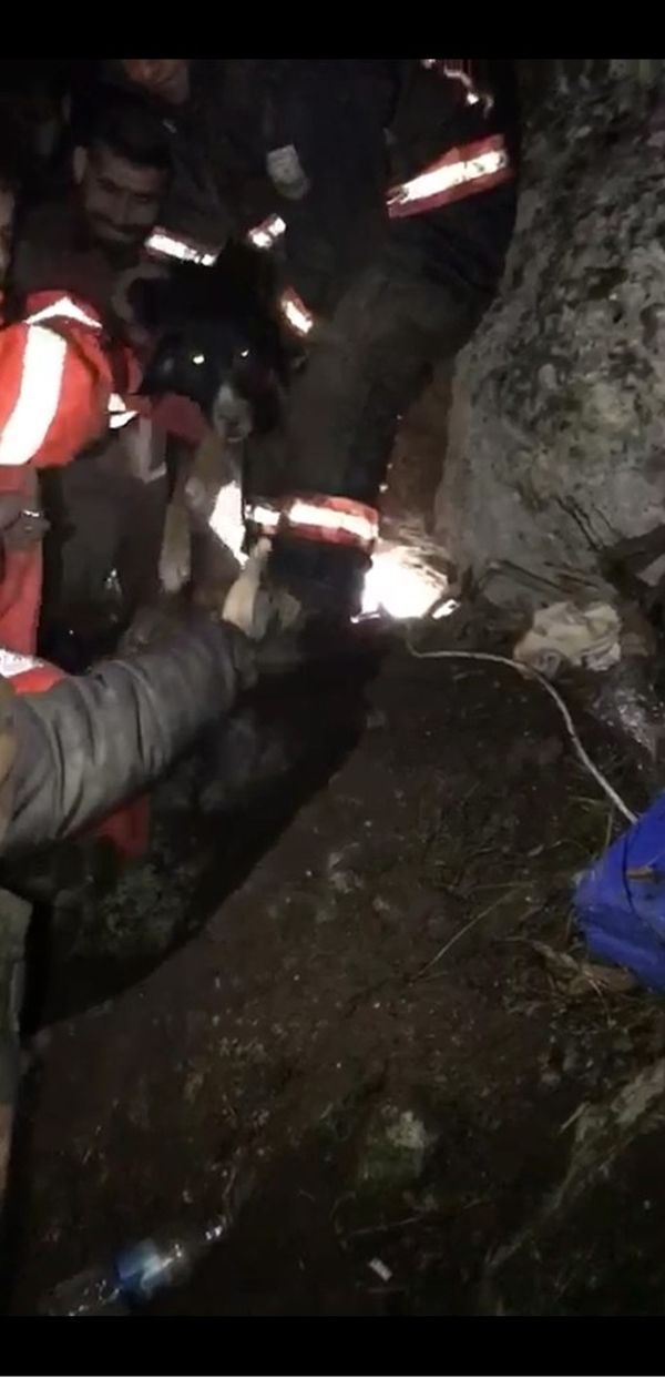 Şanlıurfa'da kayalıklara sıkışan köpek kurtarıldı
