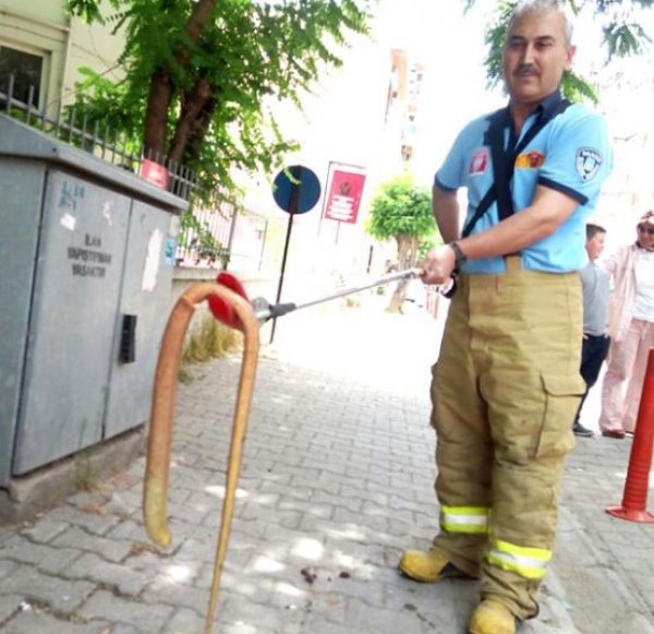 Nesli tükenmekte olan hayvan yılan zannedilerek öldürülüyordu #3