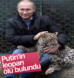 Putin'in doğaya salınan leoparı ölü bulundu