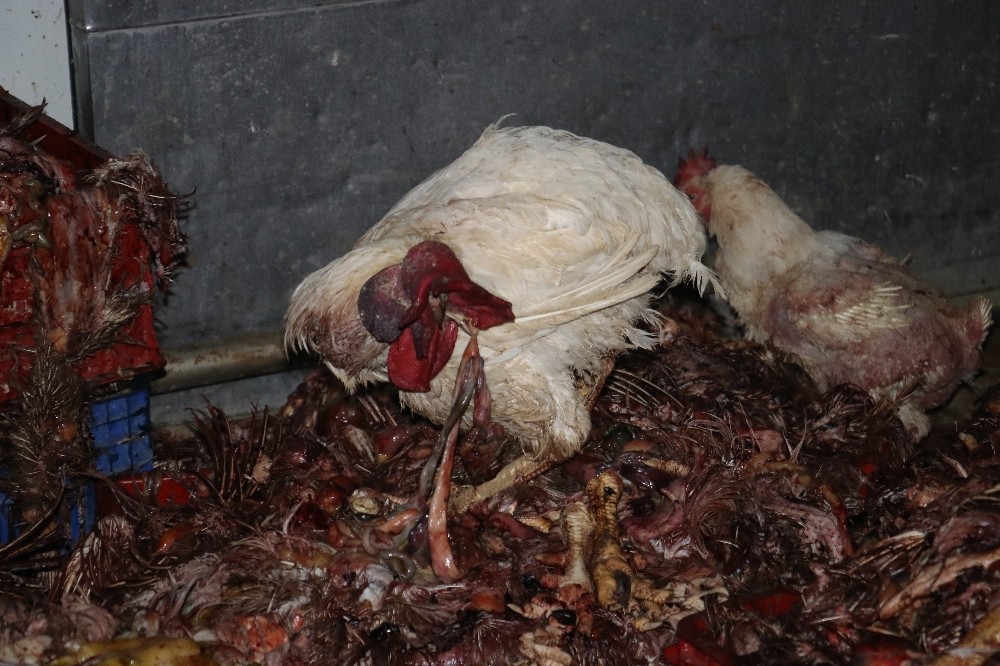 Adana'da kaçak kesilmiş tavuklar bulundu