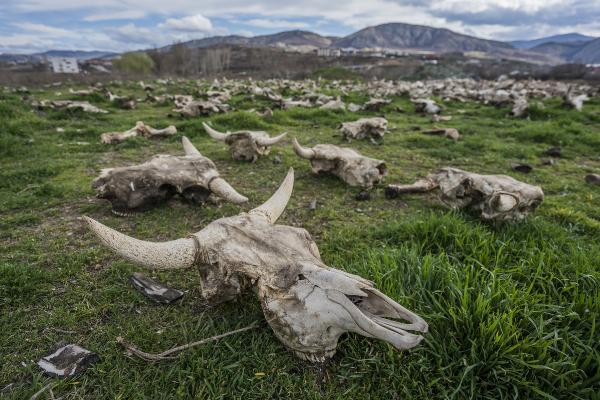 Tokat'ta yüzlerce büyükbaş hayvan kafatası bulundu