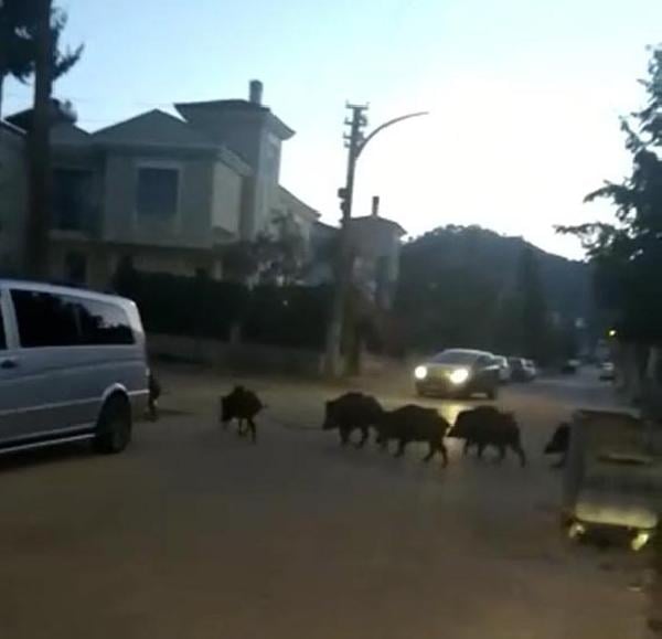 Marmaris'te domuzlar şehre indi 