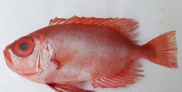 'Mandagöz' balığı Türkiye'de ilk defa görüldü