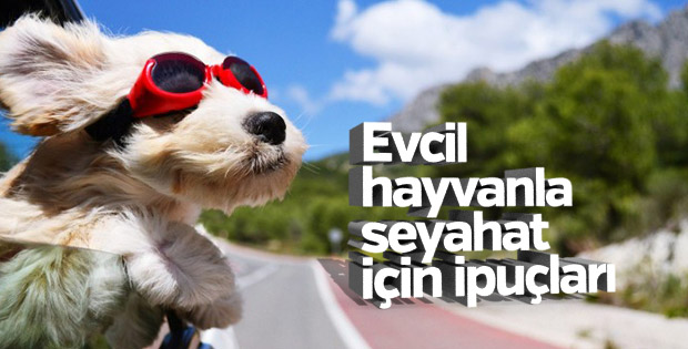 Evcil hayvanınız ile seyahat