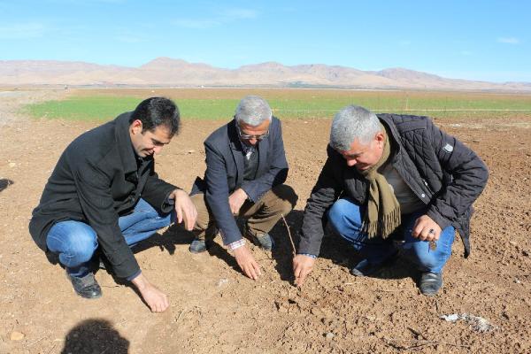 Mardin'de tarlaya ekilen buğdaylar çürümeye başladı
